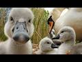 Amazing Close Up Film Of Swan Cygnets Inside Nest Discover Wildlife Robert E Fuller