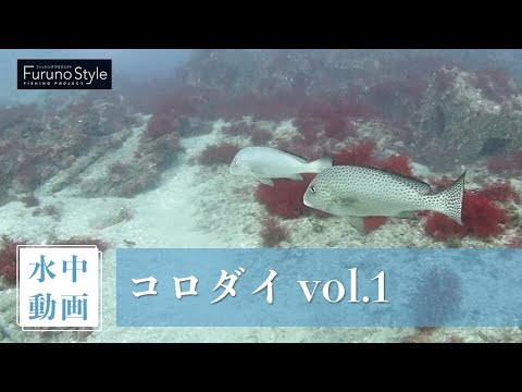 コロダイ vol.1