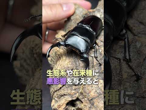 中心虫科 - 定義