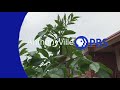 3 New Anthonyville PBS IDS 2020