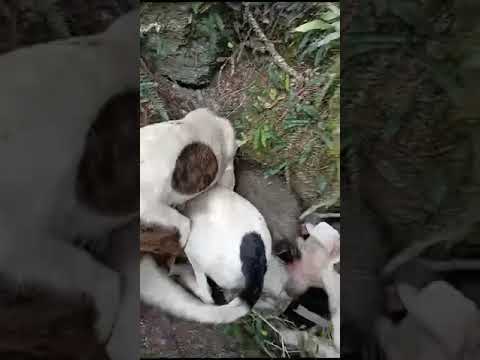 Caza el último #jabalí  del año Nico Perez Florida Uruguay #caseria #nature #perros