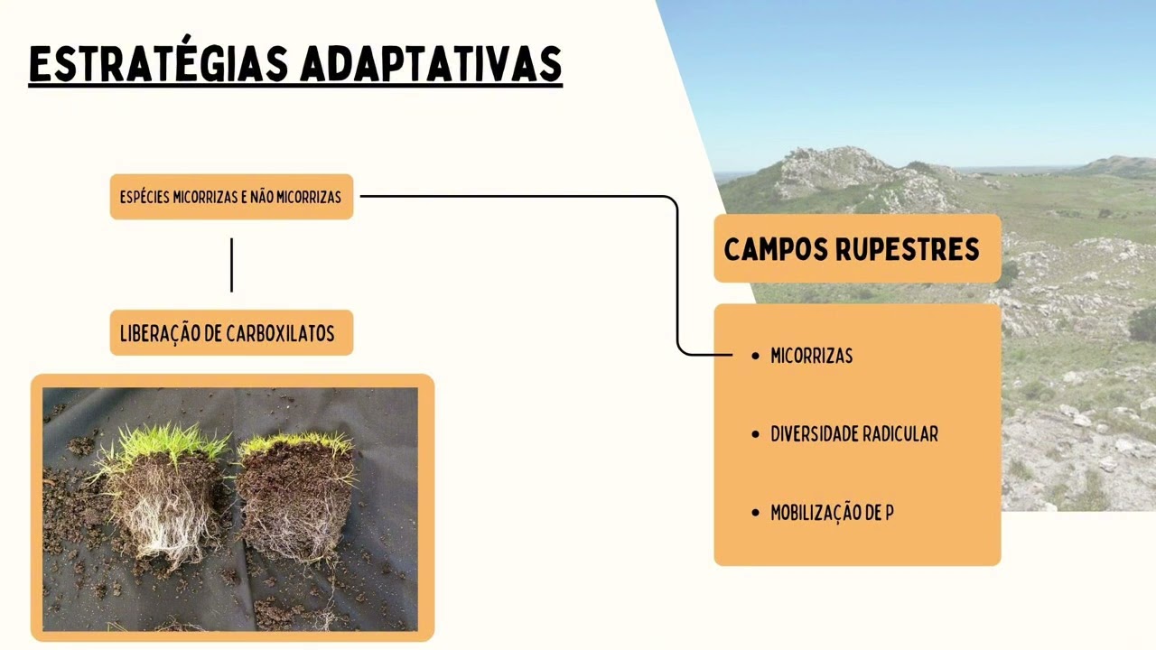 Nutrição Mineral - Ecologia de ecossistemas