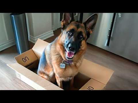I Wanted a German Shepherd, But God Gave Me a Comedian! 😂 Funniest Dog Videos!