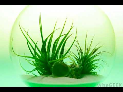 Flora Definition and Examples - Biology Online Dictionary