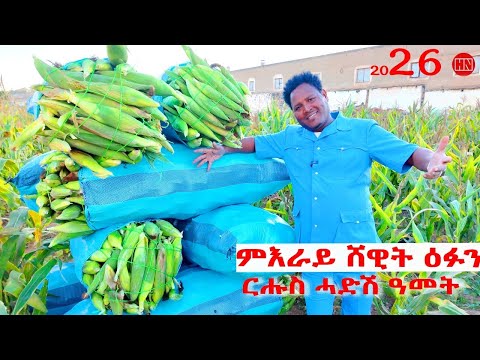 ህድሞና - ሕጂኸ ናበይ - ምእራይ ሸዊት ዕፉን ምስ ተድሮስ | Corn harvesting with Tedros - New Eritrean Show 2025