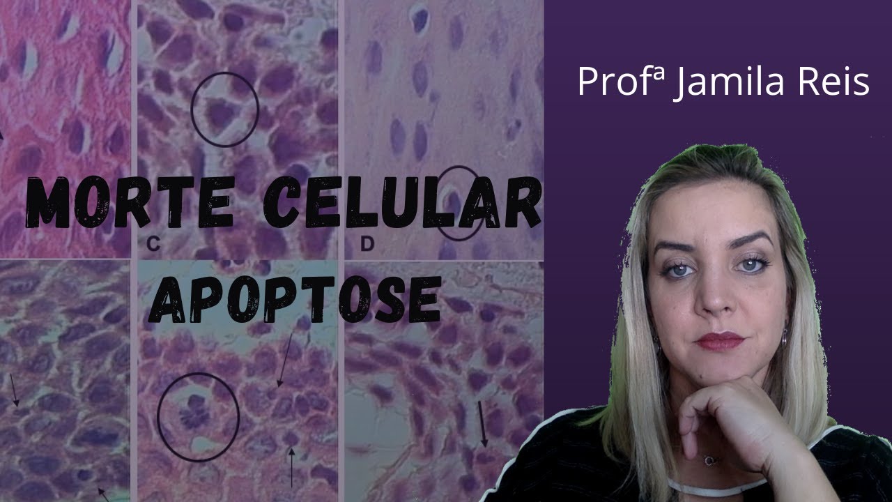Morte celular - Apoptose