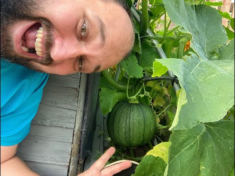 All About Pumpkin Plants: The complete guide