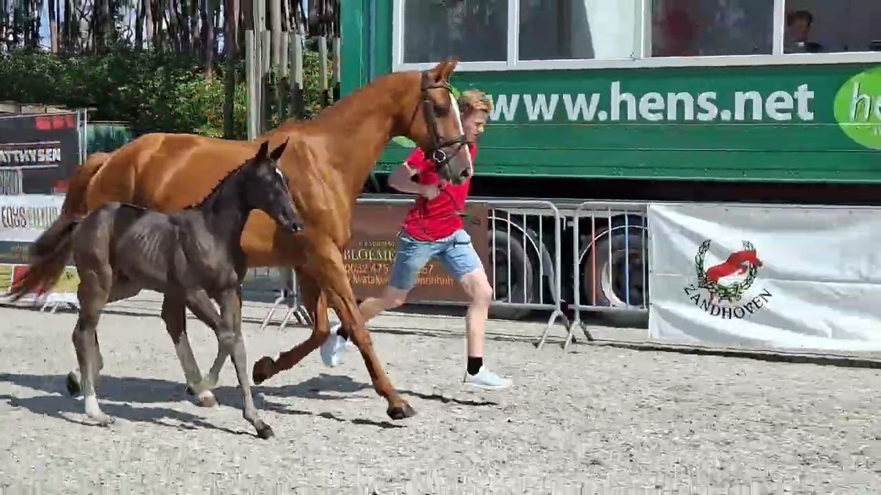 Donnalena vd Bleekvenhoeve (EXPECTATION PS x NEGRO) video 1
