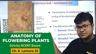 Isobilateral (Monocotyledonous) Leaf - Anatomy of Flowering Plants | NCERT Class 11| NEET Biology