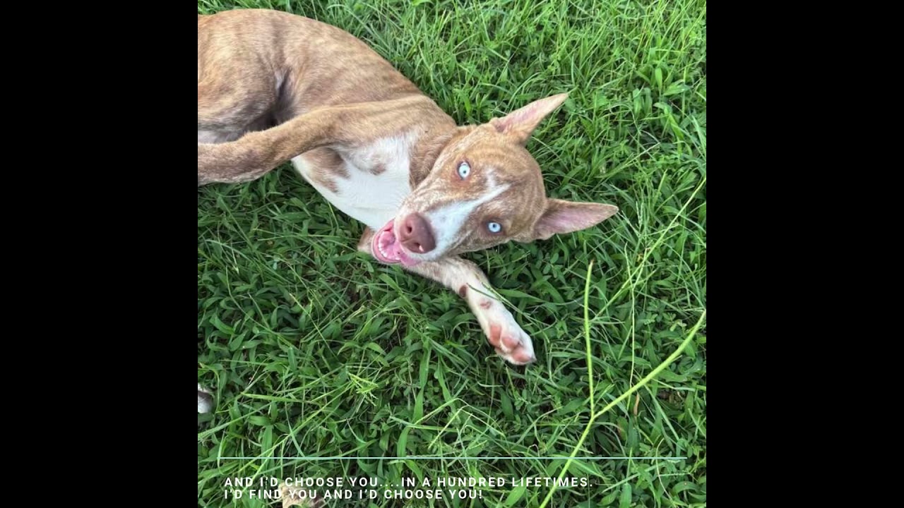 Enlarge Ariana, a Adoptable mixed breed in Billerica, MA video 6/6