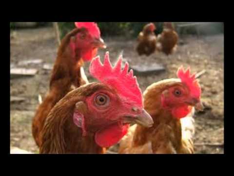 Brave Combo   Chicken Dance