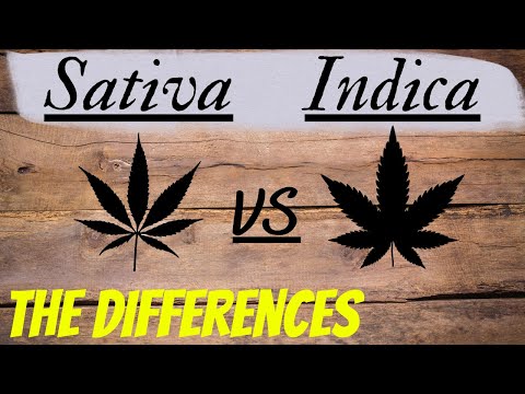 Sativa vs Indica: The Typical Differences in Appearance & Effects of both Cannabis Subspecies