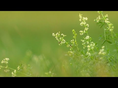 Blomsteräng i Köping - Västmanlands Television