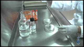 Cell Culture 101  2