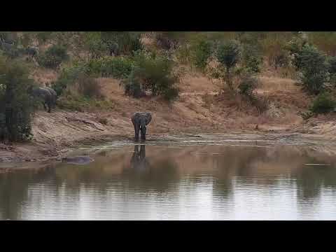 Djuma: Elephants and Hippo - 09:35 - 06/01/21