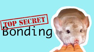 The SECRET To Getting a Chinchilla&#39;s TRUST