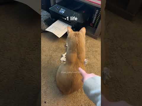 Part 87 #funny #cat#BehindTheScenes