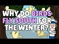 Why Do Birds Fly South for the Winter? | Why Birds Migrate