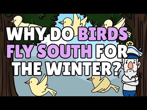 YouTube video about: Why do birds fly south for the winter joke?