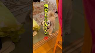 我が家の日常🐶 #犬のいる生活 #犬のいる暮らし #お出かけ #youtube #大型犬のいる生活