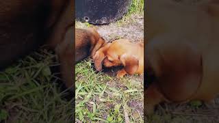 Video preview image #1 Dachshund Puppy For Sale in PALM COAST, FL, USA