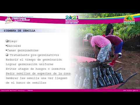 Manejo de Viveros Forestales