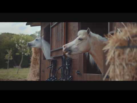 Horse laughing video 1 minute