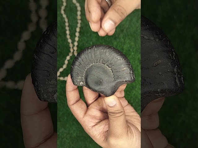 Surya  Narayana Vishnu Shaligram Shila video