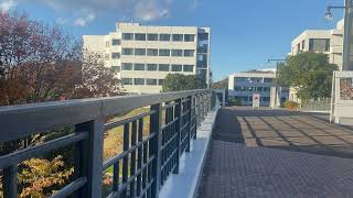 No Sympathy / Lee Ritenour