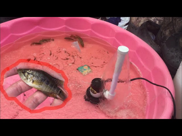 I BUILT YOUTUBE’S SMALLEST POOL POND