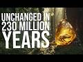The Strangest Things Ever Found In Amber