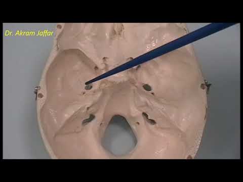 Osteology Of The Skull: 6 Cranial Cavity 