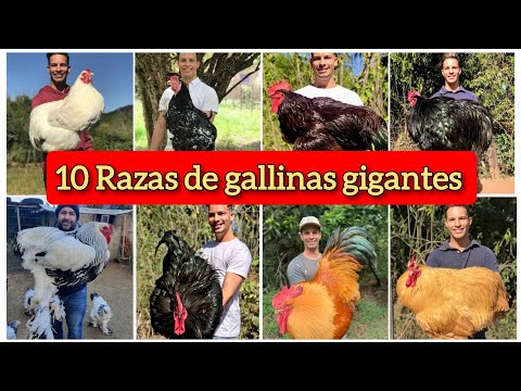 , title : 'Las 10 razas de gallinas gigantes mas grande del mundo'