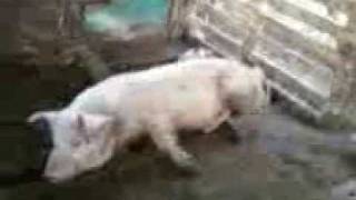 preview picture of video 'un cerdo adiestrado'