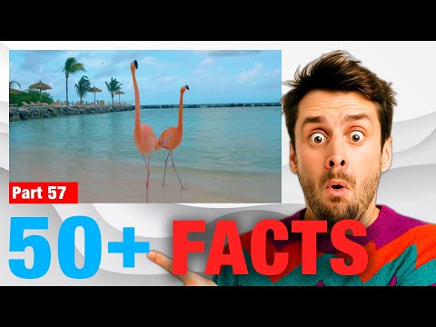 58 Weird Fun Facts | Weird Facts