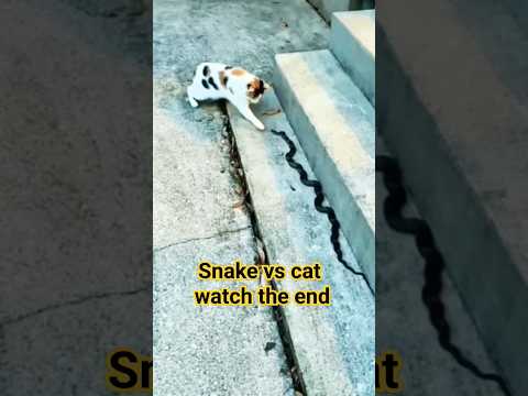 snake vs cat reaction time||cat vs snake||#trending #shortsviral