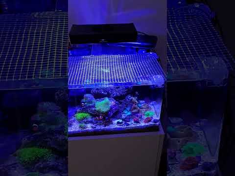 It was easy to set up a small marine aquarium, see how I set mine up