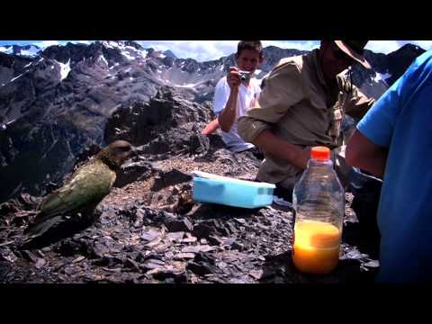 Thumbnail for Martin Curtis - The Plight of the Kea by Martin Curtis