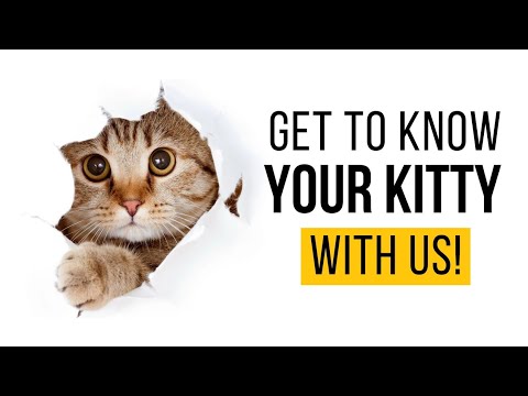 cat videos songs🐈😁😀 funny kitten videos🐈💕#shorts #youtube