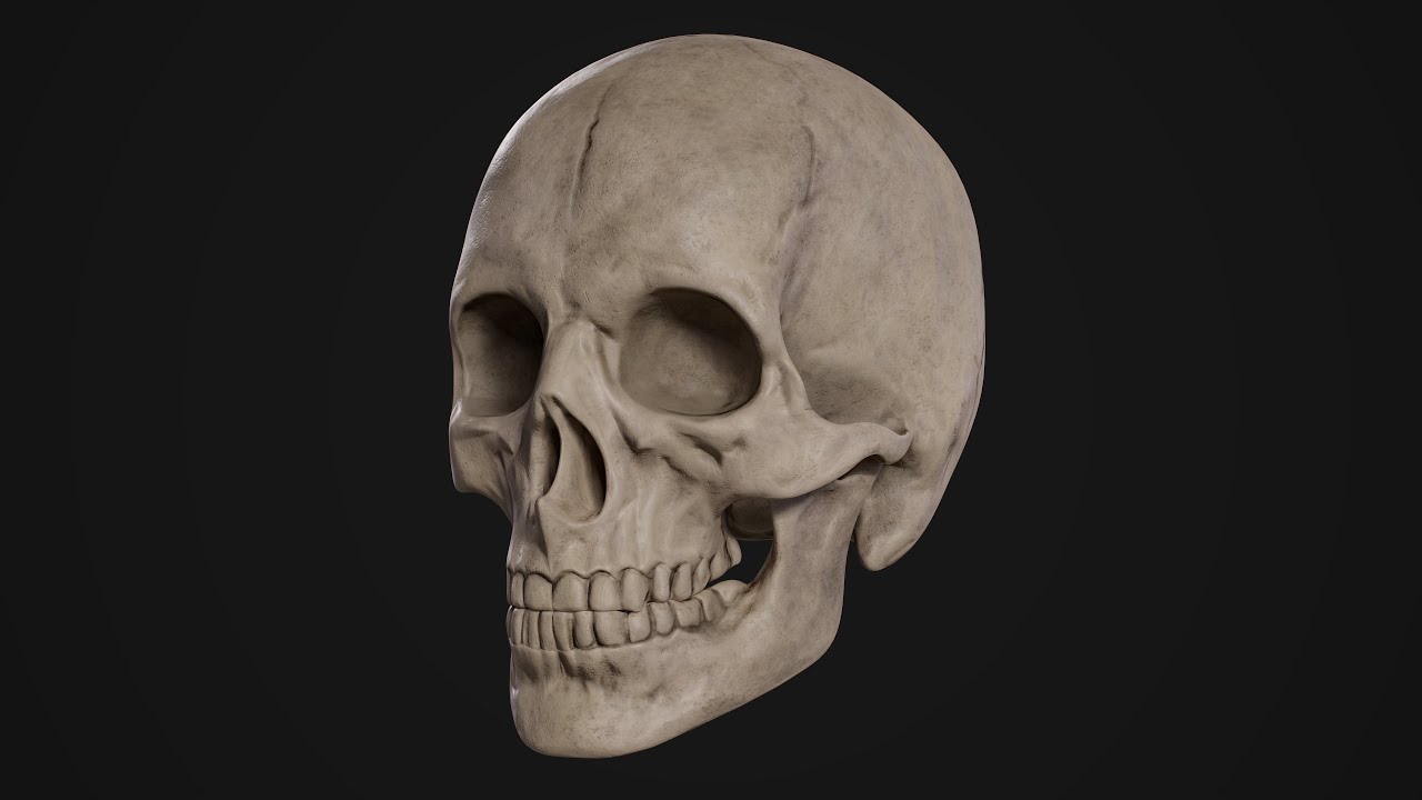 Humanoid Male Skull 3D Model