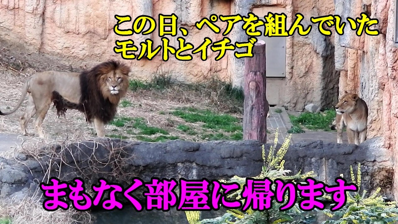 まもなく帰室　Lion (ライオン)　多摩動物公園
