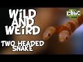 Two headed snake real video on Wild and Weird ...