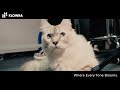 Klowra Vein Pitch-Shifter Harmonic Pedal thumbnail 11