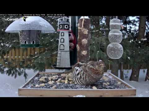 Ruffed Grouse Passes Through Ontario – Jan. 6, 2017