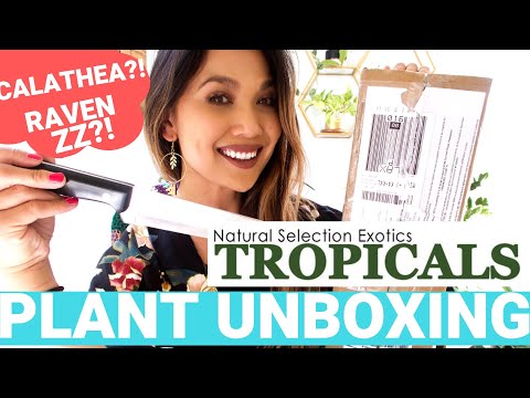 NSE Tropicals Plant Unboxing 2019 | SEMI RARE Uncommon Plants!