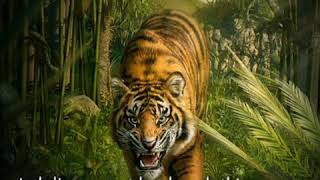 Download lagu Story WA HARIMAU MENANTI mp3 Download lagu Story WA HARIMAU MENANTI mp3