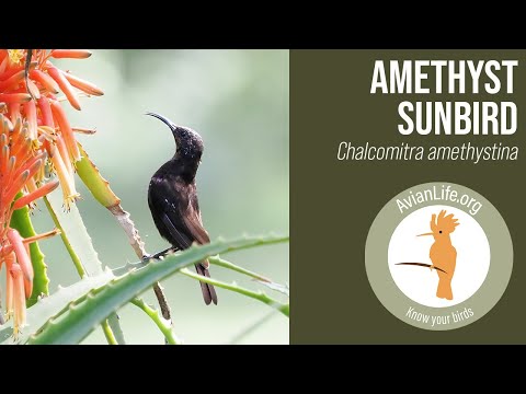 Nektárovka ametystová (Chalcomitra amethystina) — správanie, biotop a hlas