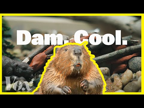 為什麼海狸對地球升溫很重要？ (Why beavers matter as the planet heats up)