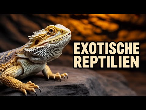 Top 5 exotische Reptilien für Anfänger | Perfekt für dein Zuhause!