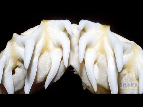 サメの歯シャークアカデミー